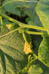 Fresh cucumber plant with blooming yellow flowers and small green fruits on vine. Outdoor vegetable growing, organic gardening, summer agriculture and plant development.