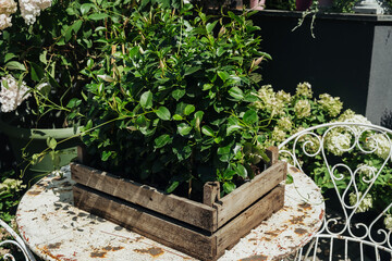 Trachelospermum jasminoides plant in wooden crate for gardening and patio decoration concept