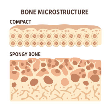 Bone Microstructure Vector Illustration Showing Compact and Spongy Bone Histology Anatomy
