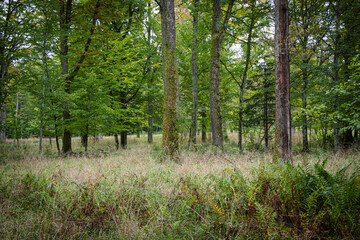 Obraz premium Sous-bois Moussu 