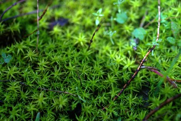 Photographie macro d’un tapis de mousse aux structures étoilées, capturée sur le sol d’une...