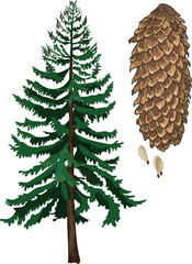 Mature spruce tree, spruce cone and winged seeds isolated on white background