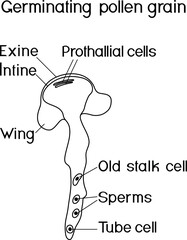 Coloring page with germinating pollen ghrain isolated on white background