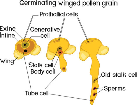 Pollen germination and pollen tube growth in gymnosperms.