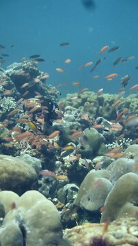 A dense school of anthias (Pseudanthias sp.) hovers close to coral structures in Pulau Pisang, Banda Sea.