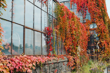Glass building facade covered with vibrant red autumn ivy leaves and tall grass