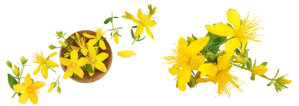saint john's wort or Hypericum flowers in wooden bowl isolated on white background. Top view. Flat lay