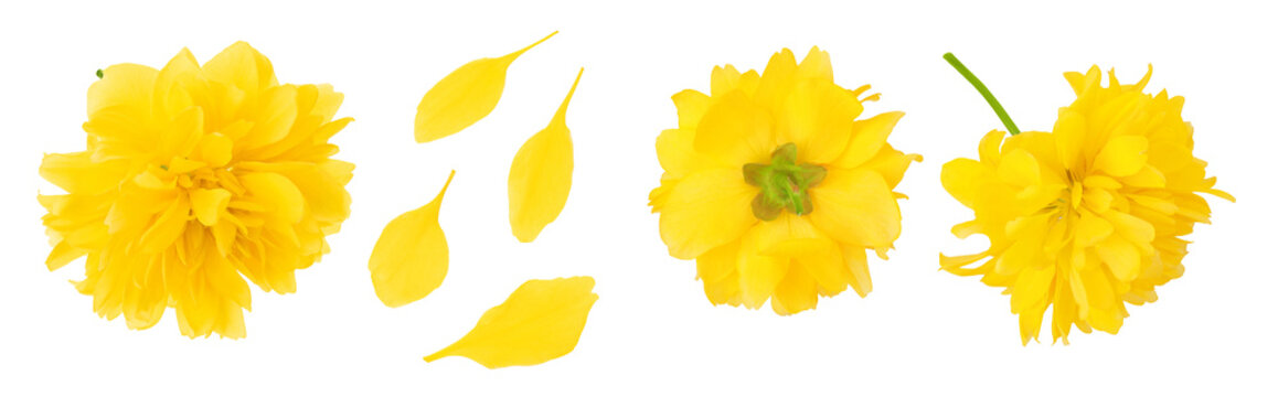 Yellow flower of kerria japonica isolated on white background. Top view. Flat lay