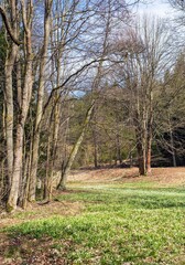 spring meadow with white flowering snowflakes flowers