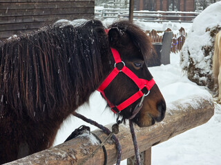 Horse in winter