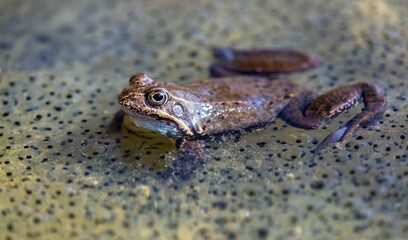 Obraz premium European Common brown Frog Rana temporaria with eggs