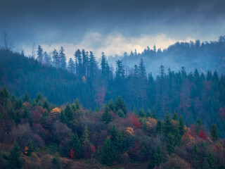view to pines forest and fog in blue hour in mountains