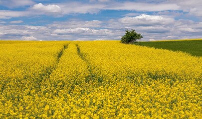 Obraz premium Rapeseed, canola or colza field in Latin Brassica Napus