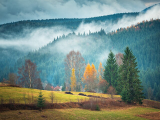 Foggy morning between forest groves in mountains