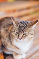 Tabby cat with green eyes sitting on a wooden surface looking directly at camera