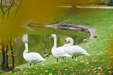 Obraz premium Three white swans stand on grassy shore near tranquil pond with ducks