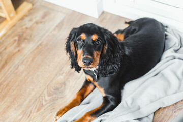 Black and tan dog lying on soft blanket on wooden floor at home, looking at camera, cozy domestic...