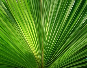 Obraz premium a leafy green palm tree leaf is shown in full color
