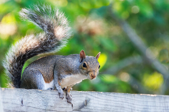 Curious squirrel on a fence