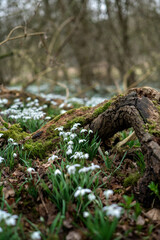 snowdrop flowers creating a white carpet in the woodland near snag. Scenic view of the spring forest with blooming flowers. High quality photo
