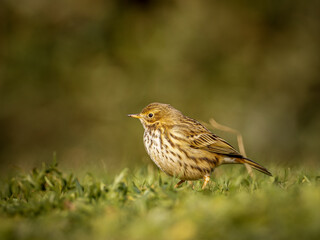 Pipit farlouse (Anthus pratensis) dans une prairie, passereau terrestre en milieu herbac&eacute;, comportement de recherche alimentaire
