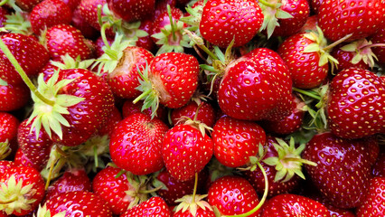 Full frame close up photo of many ripe red strawberries. Juicy summer berries texture background that can be used as seamless pattern, banner, or food design backdrop for organic and healthy concepts.