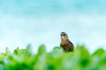 bird perched in bushes
