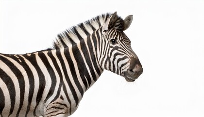 Burchells Zebra On A White Background