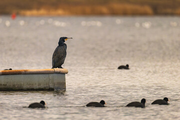 Great cormorant (Phalacrocorax carbo) perched on floating platform above calm lake, Eurasian coots swimming below, layered wildlife scene with copy space, freshwater birds in natural habitat