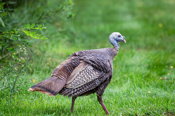 Female adult wild turkey (Meleagris gallopavo) walking in a field