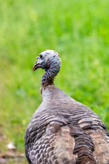 Female adult wild turkey (Meleagris gallopavo) walking in a field