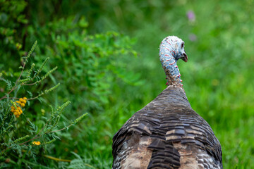 Female adult wild turkey (Meleagris gallopavo) walking in a field