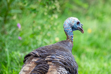 Female adult wild turkey (Meleagris gallopavo) walking in a field