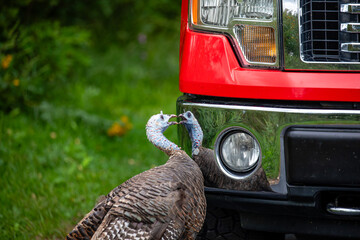 Female wild turkey (Meleagris gallopavo) fighting with her reflection in a trucks bumper