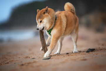 Shiba Inu Dog Playing with Stick on Sandy Beach