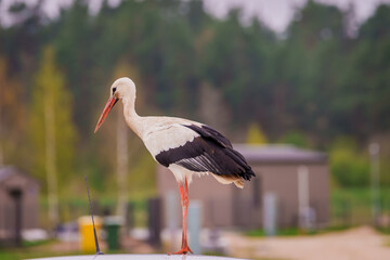 CARNIKAVA, LATVIA. 22nd April 2025. Selective focus photo. White stork bird, Ciconia ciconia on car. © Gints