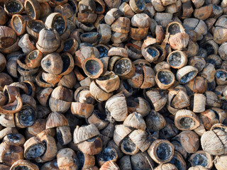 大量のヤシ殻を外で乾燥させている風景　エコロジー