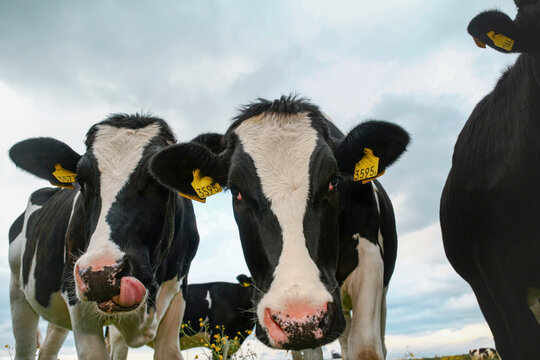 Two black and white dairy cows with yellow ear tags looking at camera. Agricultural livestock showing farm animal personality and cattle farming.
