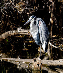 Great Blue Heron Perched on Log on a pond