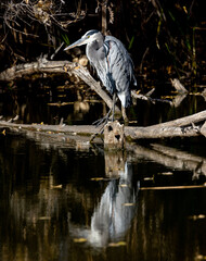 Great Blue Heron Perched on Log on a pond