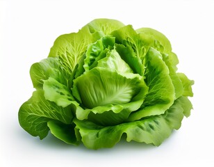 fresh green lettuce head isolated on white background for food design and healthy eating