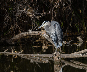 Great Blue Heron Perched on Log on a pond