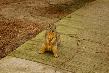 cute squirrel at the park
