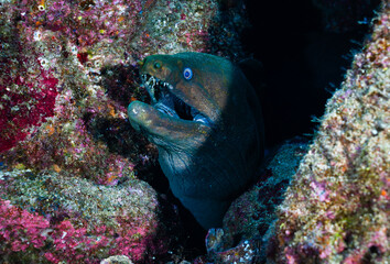 Moray eel at Isla San Benedicto
