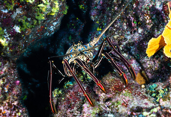 lobster up-close at revillagigedo