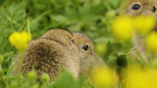 A small, brown European ground squirrel, or souslik, is captured in a close-up shot, alert amidst vibrant green grass and yellow wildflowers in its natural habitat in the Caucasus Mountains. The roden