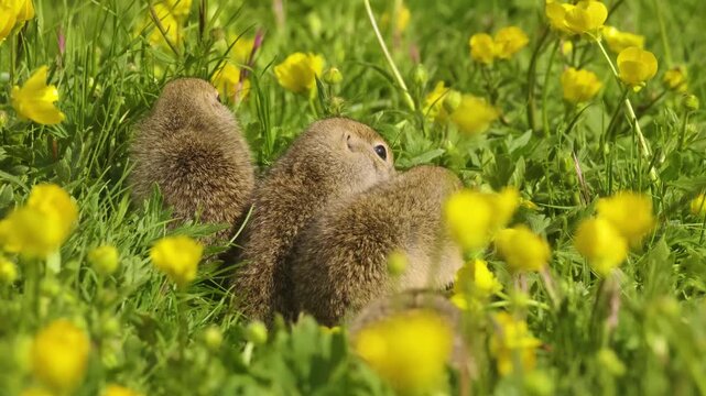 A group of wild European ground squirrels, also known as sousliks or gophers, feeding and being alert in a lush green meadow full of yellow buttercup flowers. The animals are in their natural habitat 