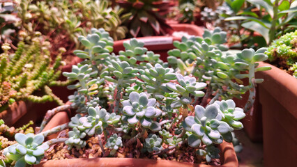 Close up photo of various succulents in pots at flower shop or greenhouse. Trendy houseplants background symbolizing urban jungle, home decor, plant care, gardening, and modern interior design.