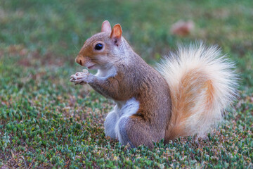 Golden colored squirrel with beige tail