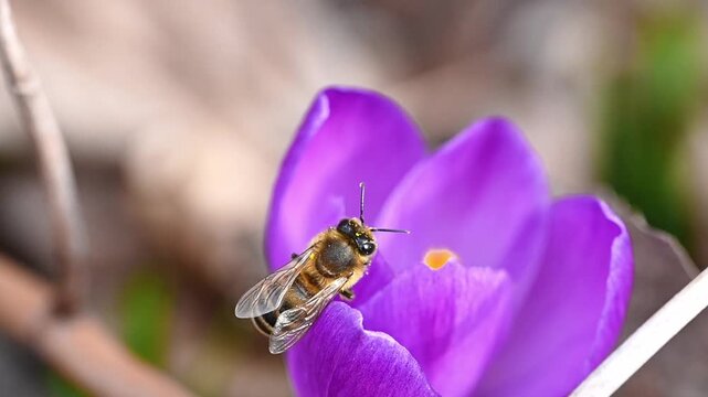 A honey bee on the edge of a purple crocus flower